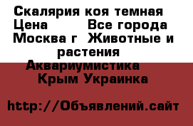 Скалярия коя темная › Цена ­ 50 - Все города, Москва г. Животные и растения » Аквариумистика   . Крым,Украинка